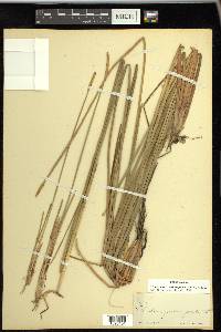 Eleocharis quadrangulata image