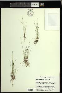 Eleocharis quinqueflora image