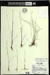 Eleocharis quinqueflora image