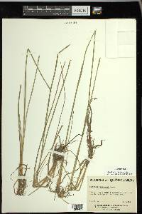 Eleocharis robbinsii image