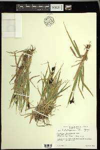 Carex chalciolepis image