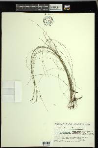 Eleocharis tenuis image