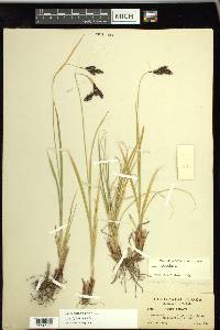 Carex chalciolepis image