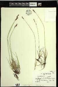 Carex parryana image