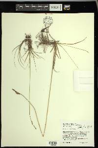 Carex parryana image