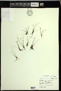 Eleocharis quinqueflora image