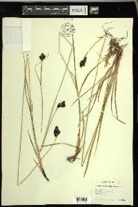 Carex atrosquama image