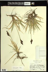 Carex paysonis image