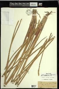 Eleocharis quadrangulata image