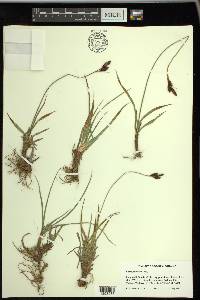 Carex paysonis image