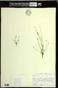 Eleocharis ovata image