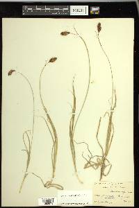 Carex chalciolepis image