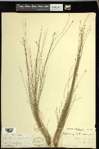 Eleocharis tortilis image