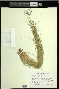 Eleocharis tortilis image