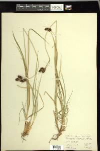 Carex chalciolepis image