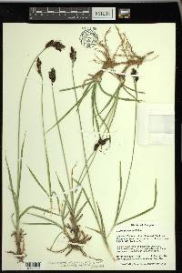 Carex paysonis image