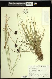 Carex chalciolepis image