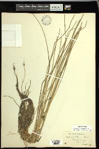 Eleocharis robbinsii image