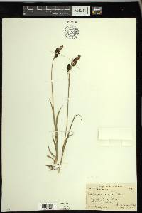 Carex paysonis image