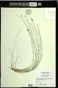 Eleocharis tuberculosa image