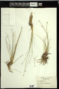 Eleocharis rostellata image