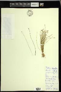 Eleocharis quinqueflora image