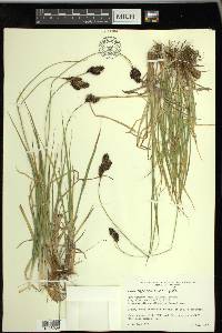 Carex chalciolepis image