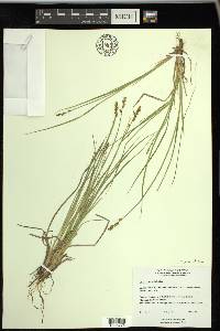 Carex bonanzensis image