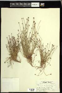 Eleocharis ovata image