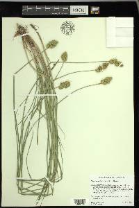 Carex adusta image