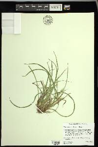 Carex backii image