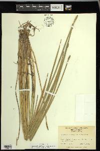 Eleocharis quadrangulata image