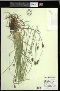 Carex hoodii image