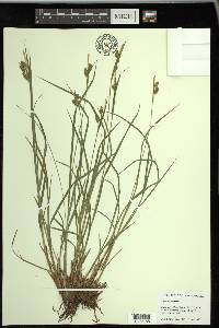 Carex pallescens image