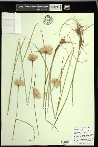 Eriophorum virginicum image