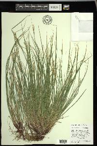 Carex rossii image