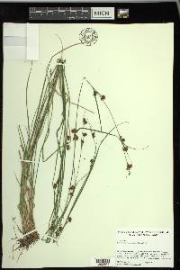 Rhynchospora capitellata image