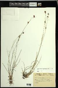 Rhynchospora capitellata image