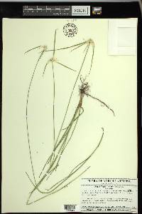 Rhynchospora colorata image