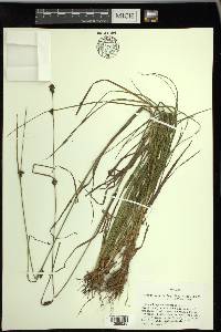 Rhynchospora crinipes image