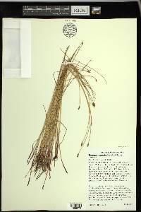 Eleocharis uniglumis image