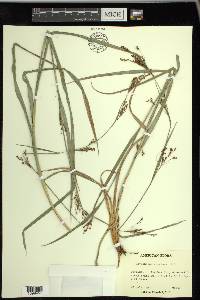 Rhynchospora caduca image