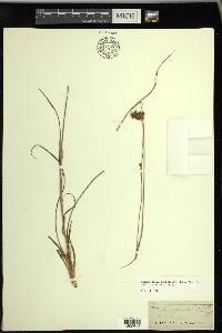 Rhynchospora cephalantha image