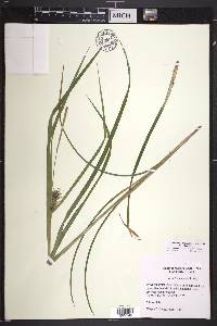 Carex intumescens var. intumescens image