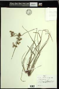 Cyperus pseudovegetus image