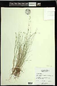 Carex leptalea subsp. leptalea image