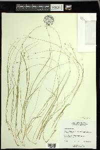 Carex trisperma image