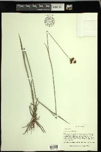 Rhynchospora baldwinii image
