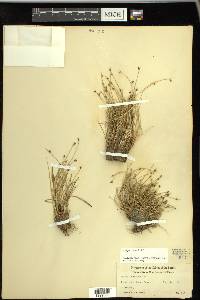 Isolepis cernua image