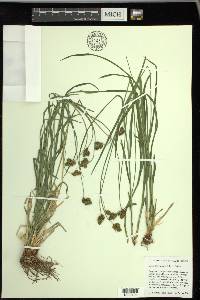 Carex straminiformis image